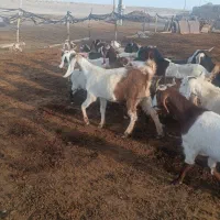 بز ابستن|حیوانات مزرعه|سبزوار, قصبه غربی|دیوار