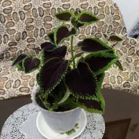 گل حسن یوسف زیبا پهن‌برگ|گل و گیاه طبیعی|کرمانشاه, |دیوار