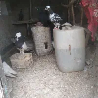 فروش کبوتر
