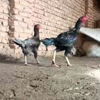 شامو اوشامو مرغ خروس|حیوانات مزرعه|تهران, خرمشهر|دیوار