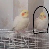 عروس هلندی گم شده