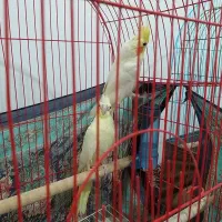 عروس هلندی جفت سرحال سلام|پرنده|سلماس, |دیوار