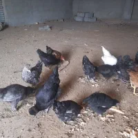 مرغ و خروس جوان