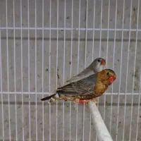 فنچ شارکول و فول اورنج