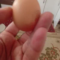 تخم مرغ محلی تازه ارگانیک بابهترین دون تغذیه شده|خوردنی و آشامیدنی|مشهد, امیریه|دیوار