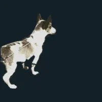 توله پاکوتاه ۵ ماه شی وا وا  سایز کوچک