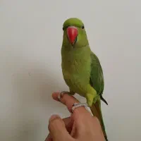 طوطی ملنگو ماده