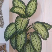 گل دیفن باخیا