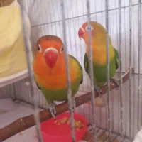 طوطی کوتوله برزیلی زیبا،،عروس هلندی،قناری