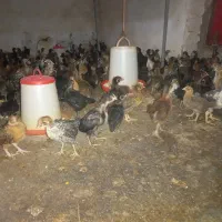 جوجه مرغ وخروس گلپایگانی ۲۰روزه واکسن خورده|حیوانات مزرعه|فرمهین, |دیوار