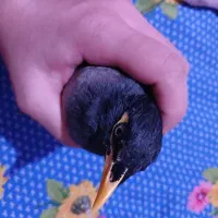 جوجه مرغ مینا نر|پرنده|تهران, کیانشهر|دیوار