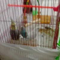 ۲مرغ عشق یک عروس هلندی