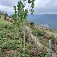 زمین، روستای پاجی|فروش زمین و ملک کلنگی|فریم, |دیوار