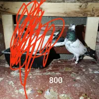 کفتر|پرنده|قشم, |دیوار