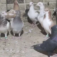 کبوتر پرشی|پرنده|تاکستان, |دیوار