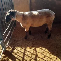 قوچ سافولک