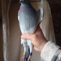 کبوترمسافتی آلمانی