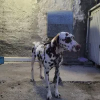 سگ دالمیشن