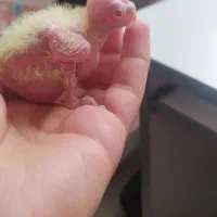 عروس هلندی. طوطی|پرنده|محمدشهر, محمدشهر|دیوار