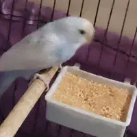 مرغ عشق نر|پرنده|مرودشت, شهرک مهدیه|دیوار