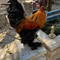 خروس برهما مرغ نژاد اصل