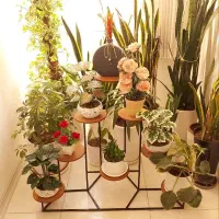 استند گل هومیان
