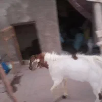 کره نر