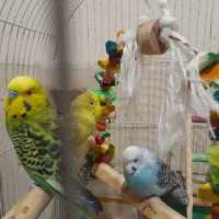 تعدای مرغ عشق و عروس هلندی