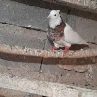 کبوتر نر مست