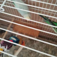 جفت مرغ عشق. اماده|پرنده|تربت جام, جامی|دیوار