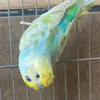 مرغ عشق رینبو نر خالص