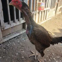 جوجه خروس و مرغ لاری|حیوانات مزرعه|گرگان, |دیوار