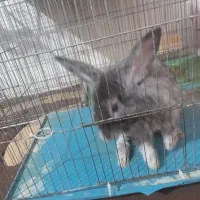 خرگوش نر طوسی|موش و خرگوش|تبریز, |دیوار