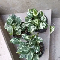 همه دونه ای 100|گل و گیاه طبیعی|نیشابور, شهید بهشتی|دیوار