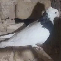 ماده طوقی سیاه