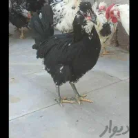 تخم مرغ گلین ،نطفه دار