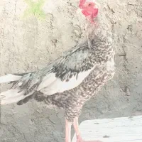 مرغ و خروس|حیوانات مزرعه|ایرانشهر, |دیوار