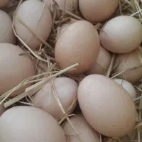 تخم مرغ محلی نطفه دار