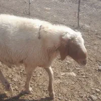 قوچ سنجابی داشتی