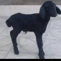 بره زیر میشی