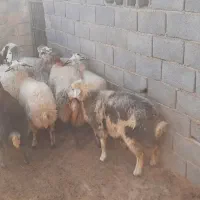 فروش میش و کر میش|حیوانات مزرعه|مهریز, |دیوار