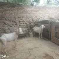 فروش دو عدد بز سانن