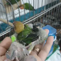 طوطی برزیلی