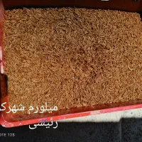 ارسال میلورم خشک،زنده به سراسر کشور