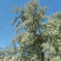 گلابی سرباغ|خوردنی و آشامیدنی|رودشت (چهارمحال و بختیاری), |دیوار