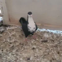 سار کرم و کرباتی ماده|پرنده|مشهد, آزادشهر|دیوار