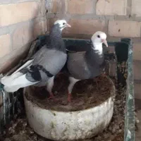 جوجه کبوتر پرشی بشرط