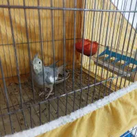 عروس هلندی ماده|پرنده|شاهینشهر, گزبرخوار|دیوار