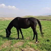 مادیان کرد|اسب و تجهیزات اسب‌سواری|کرمانشاه, |دیوار