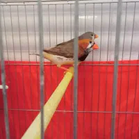 فنچ اورنج|پرنده|بهارستان, |دیوار